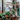 Plant Care Tips and Instructions for a Fiddle Leaf Fig Tree