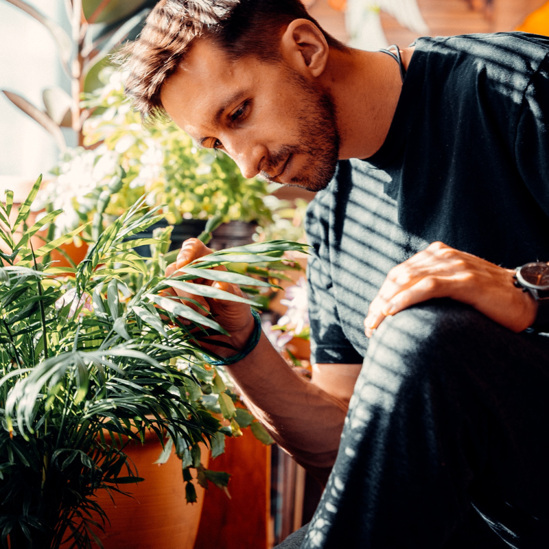 Guide for Pet Safe Indoor Plants – The Plant Firm