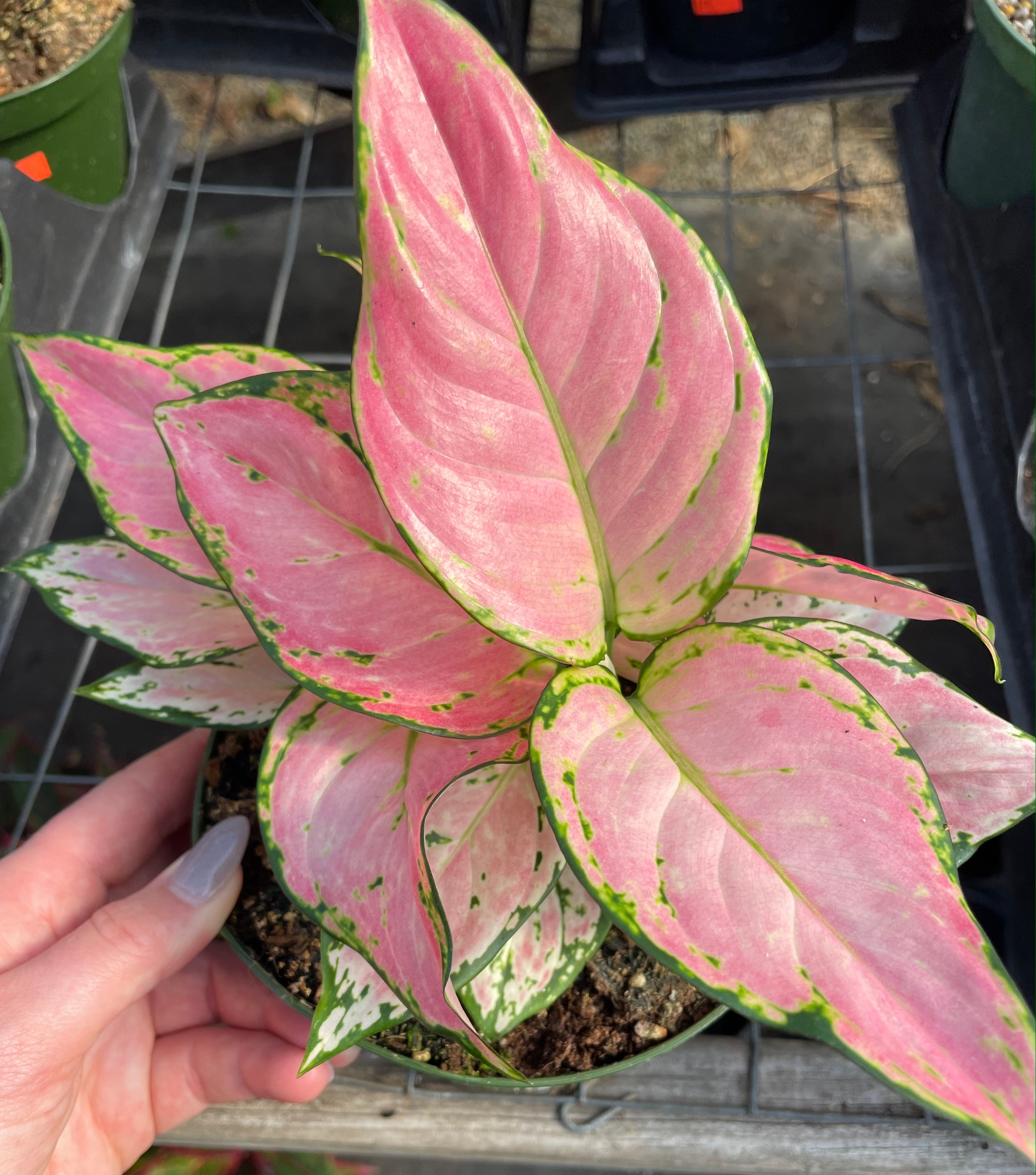 aglaonema pink valentine flower Pink Aglaonema 'Lady Valentine' – The Plant Firm