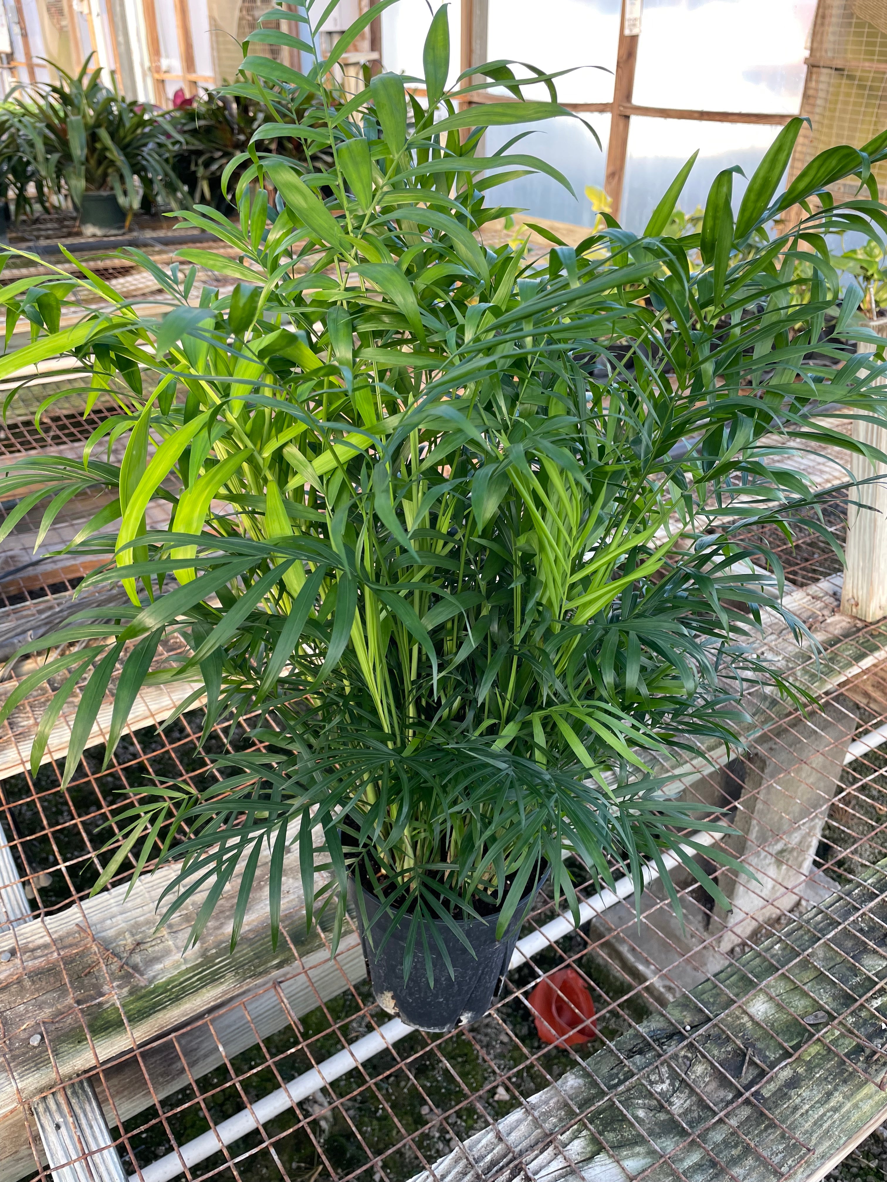 parlor palm outside Parlor Palm - 6 Inch Pot