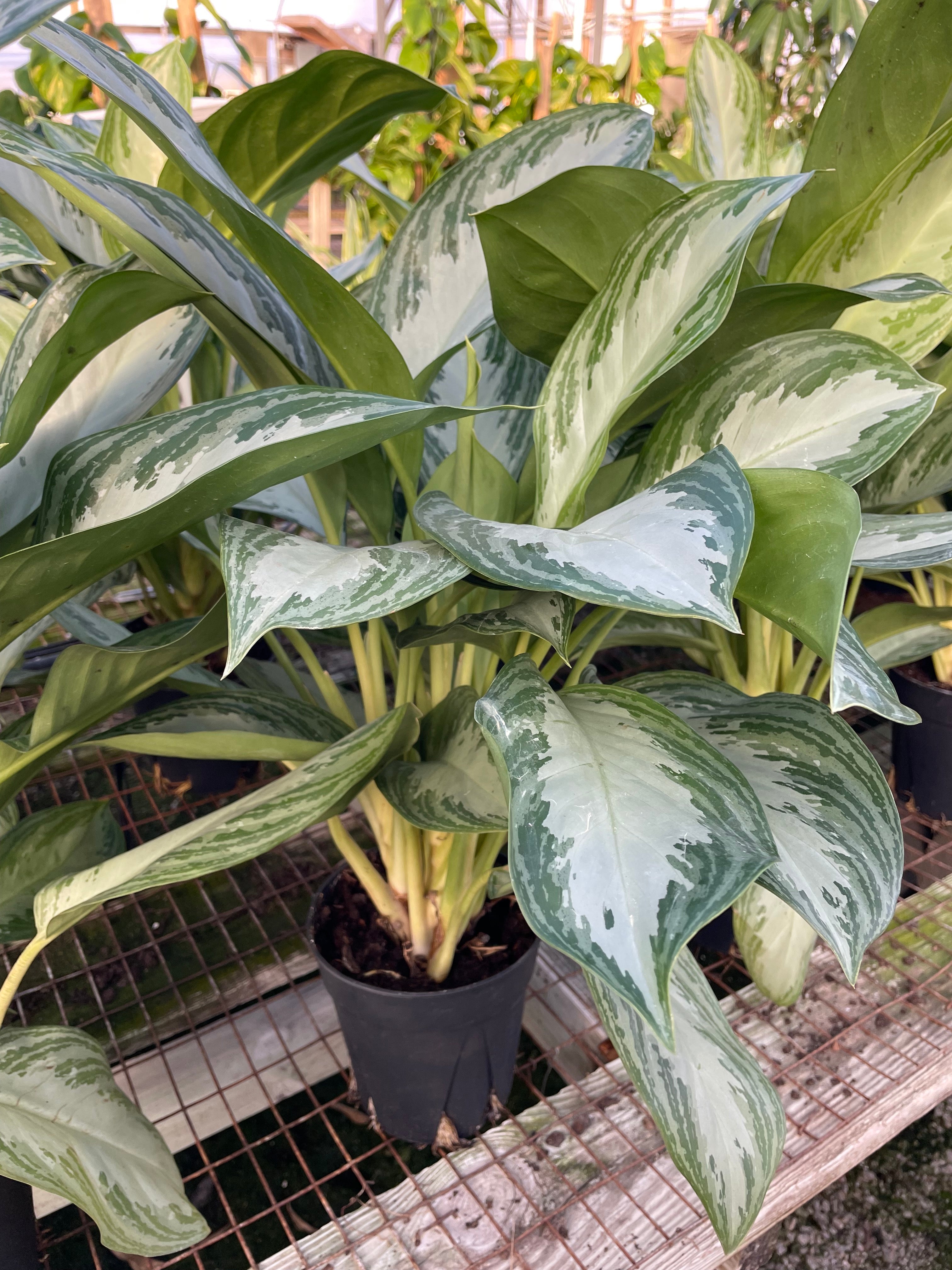 silver bay aglaonema plant Aglaonema 'Silver Bay' 17cm