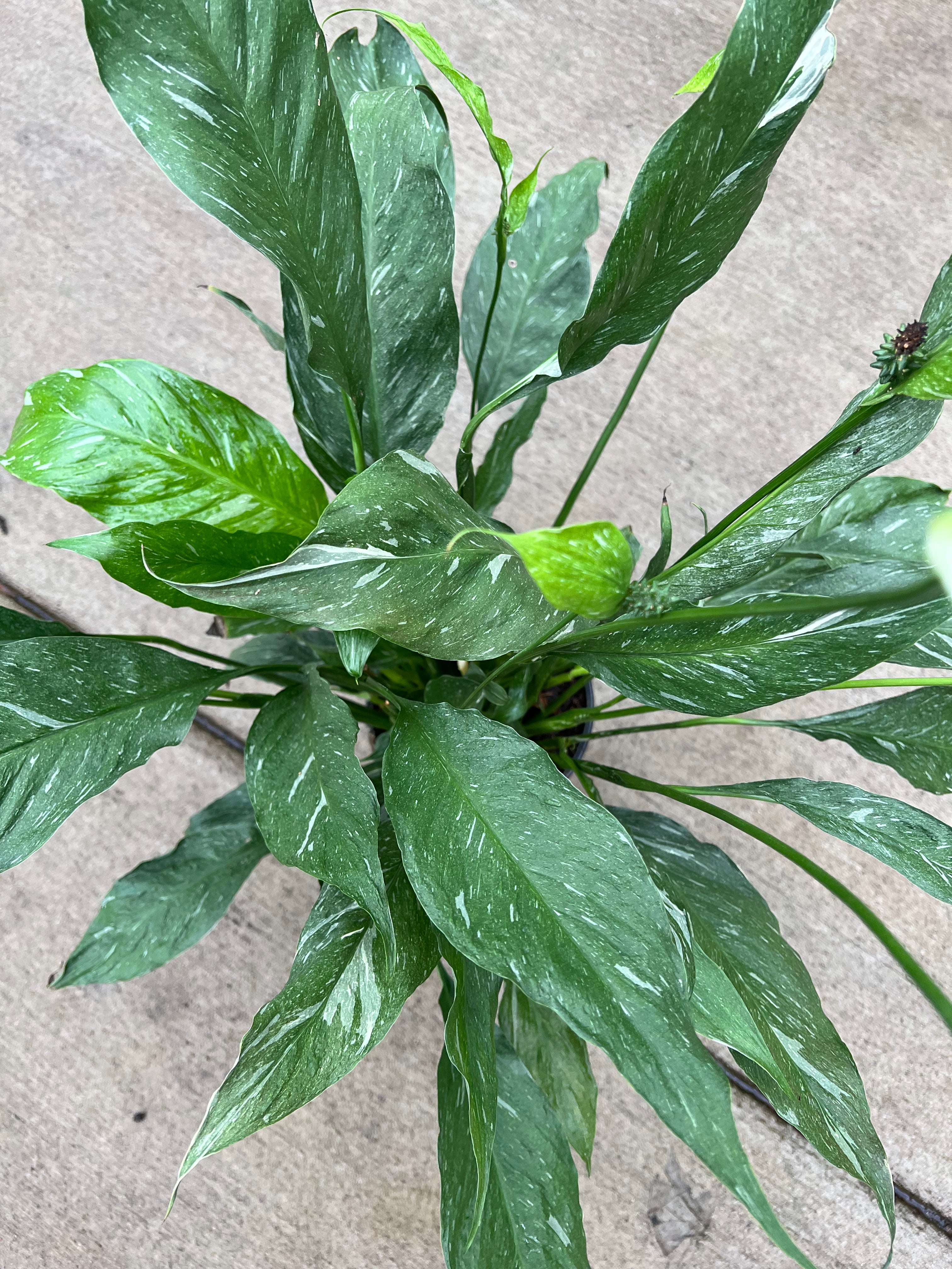 peace lily variegated varieties Variegated Peace Lily – The Plant Firm