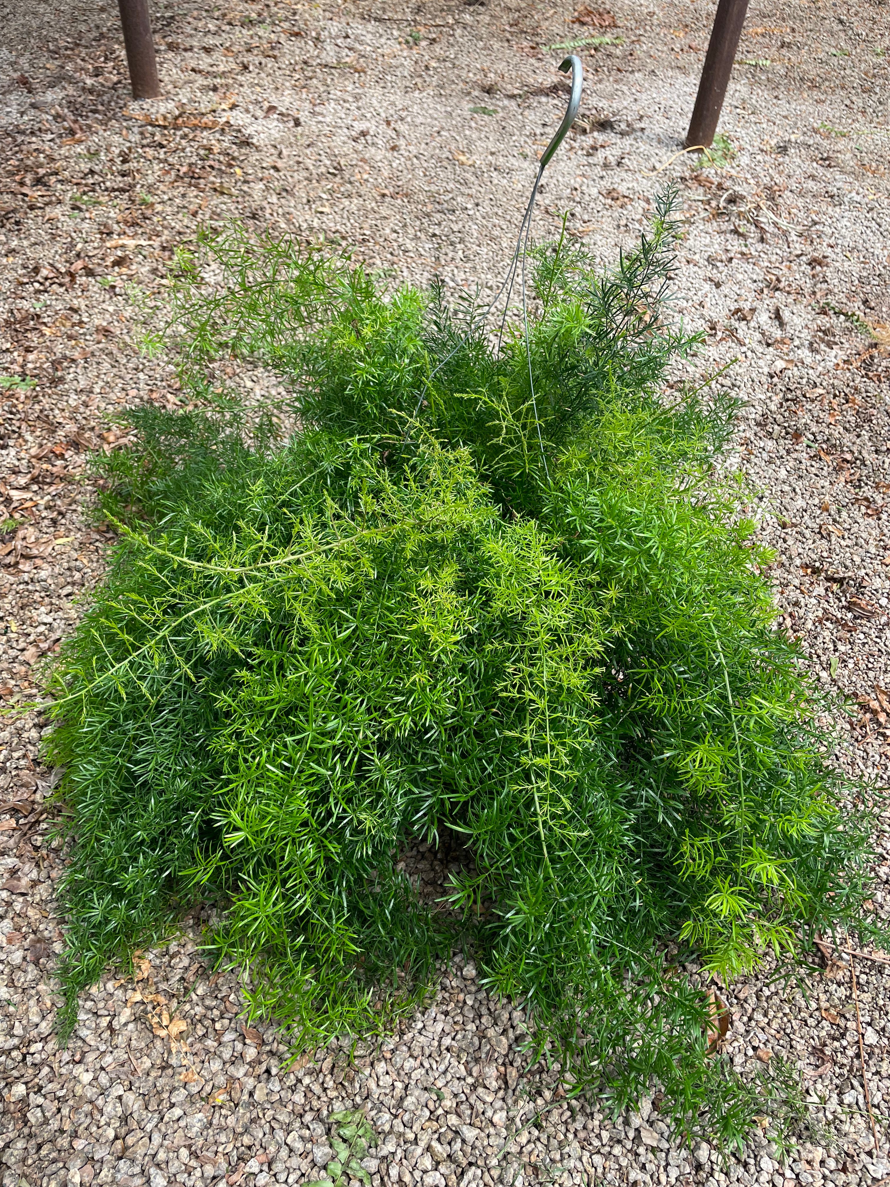 asparagus hanging plant Asparagus Fern 'Sprengeri' – The Plant Firm