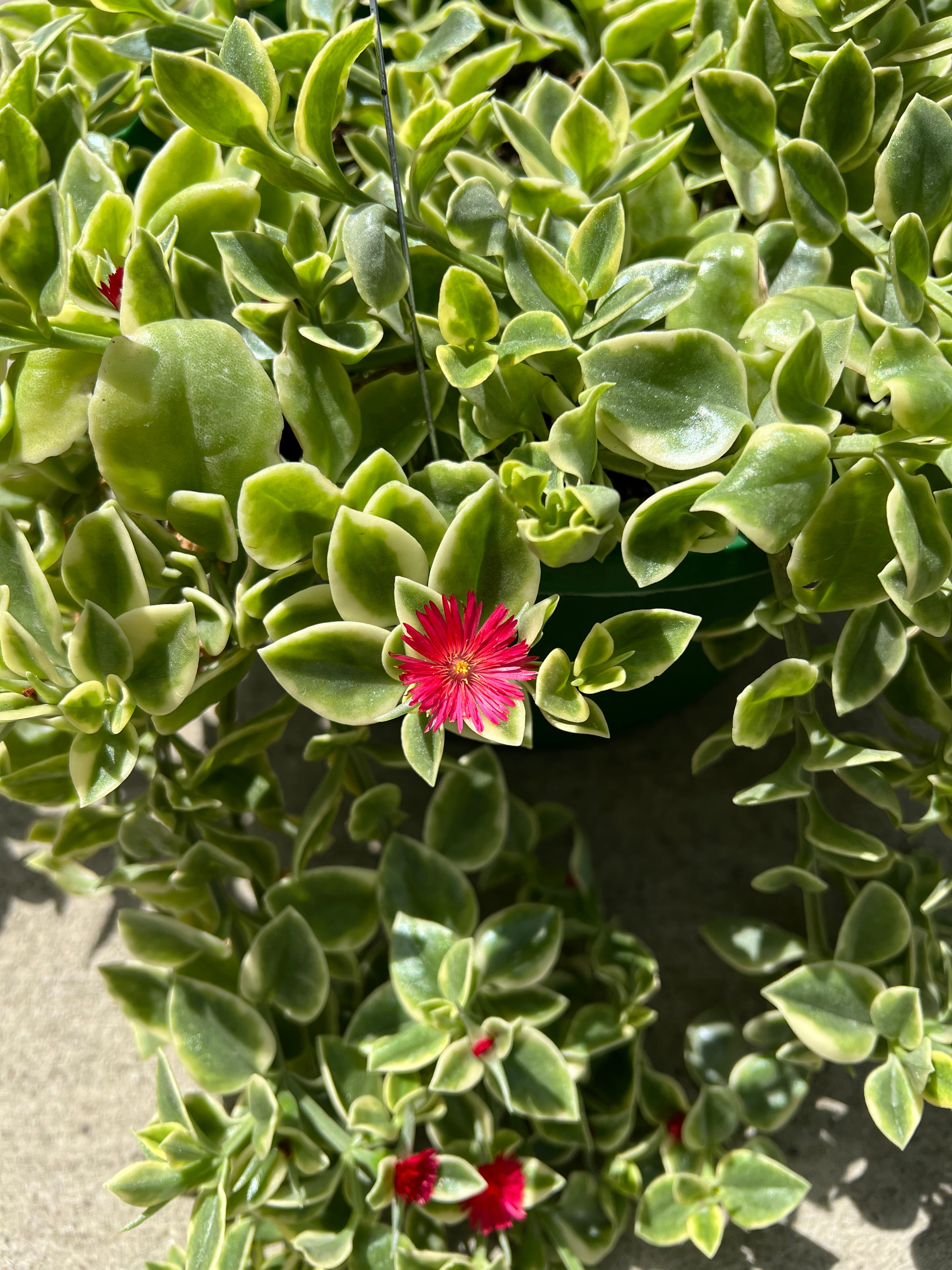 mezoo succulent Dorotheanthus 'Mezoo Trailing Red'