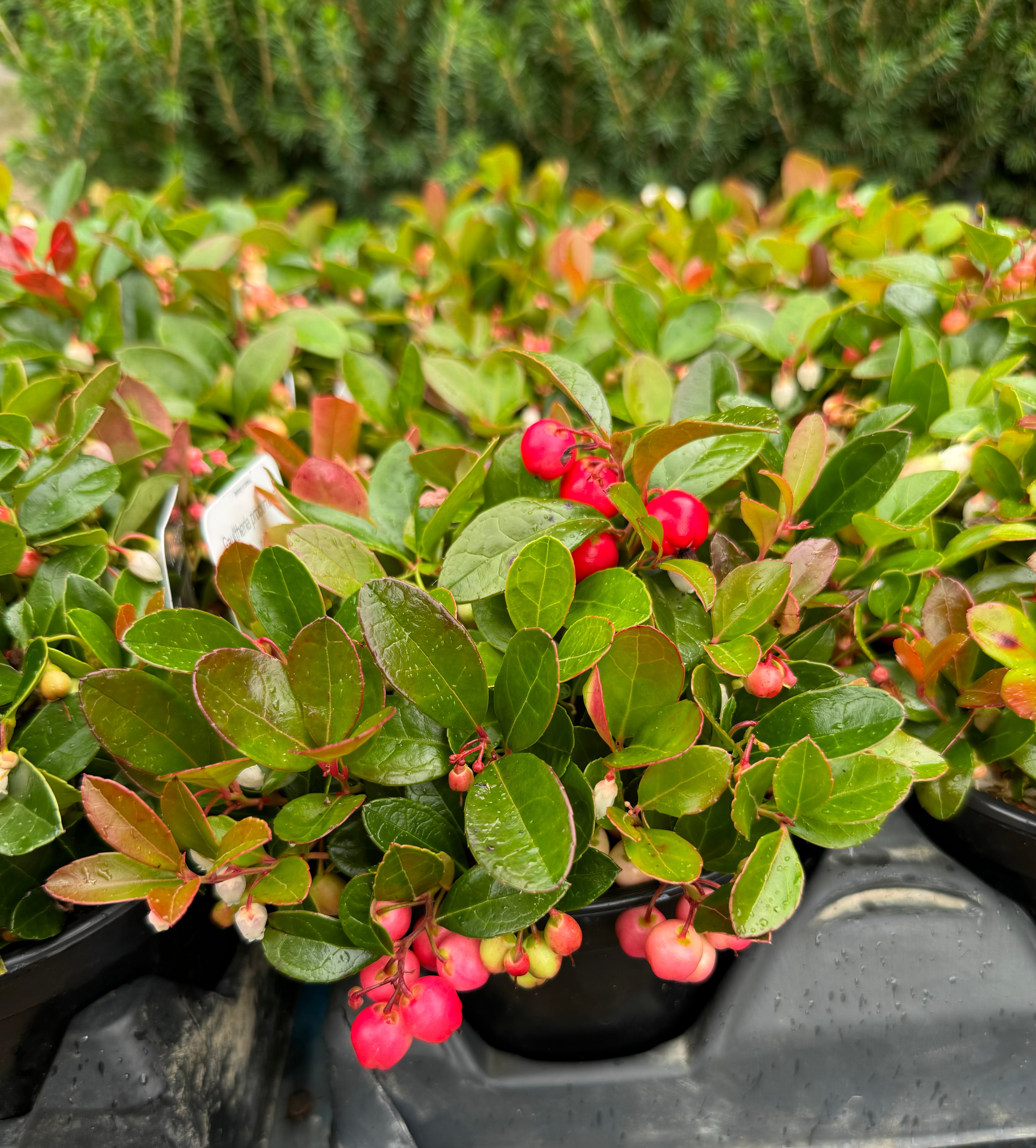 American Wintergreen Gaultheria