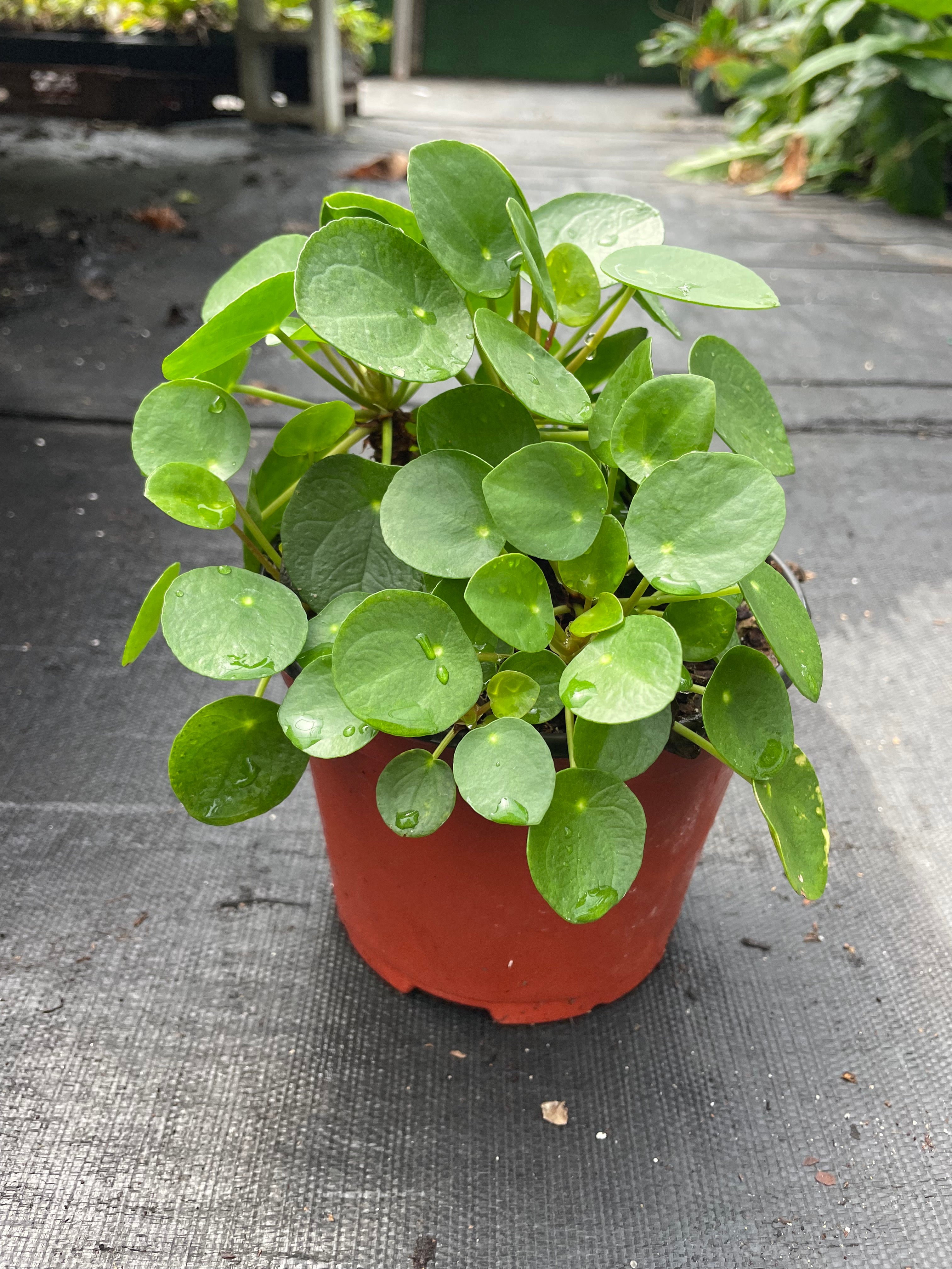 where can i buy chinese money plant Chinese Money Plant