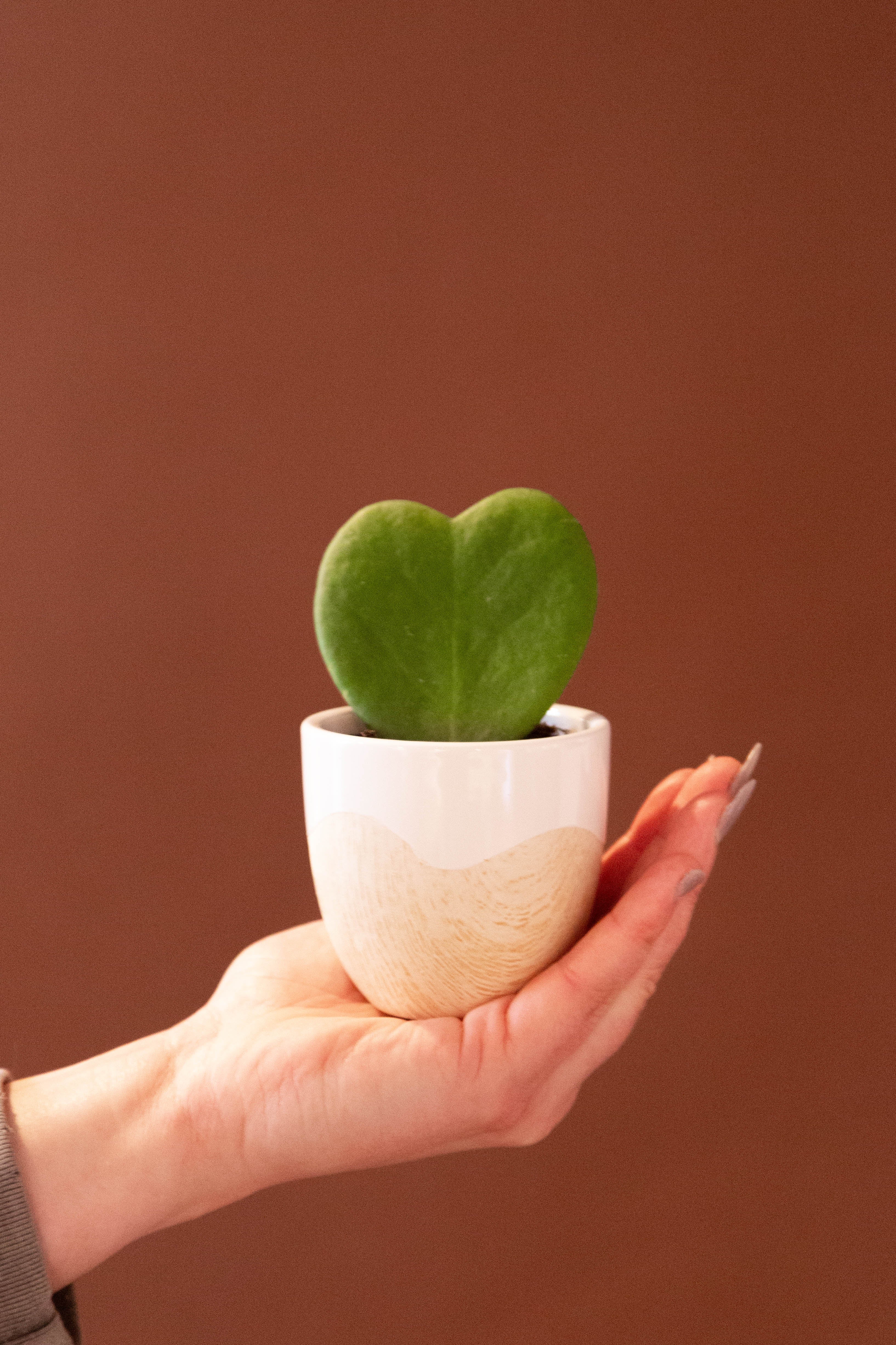 hoya heart succulent plant Hoya Heart – The Plant Firm