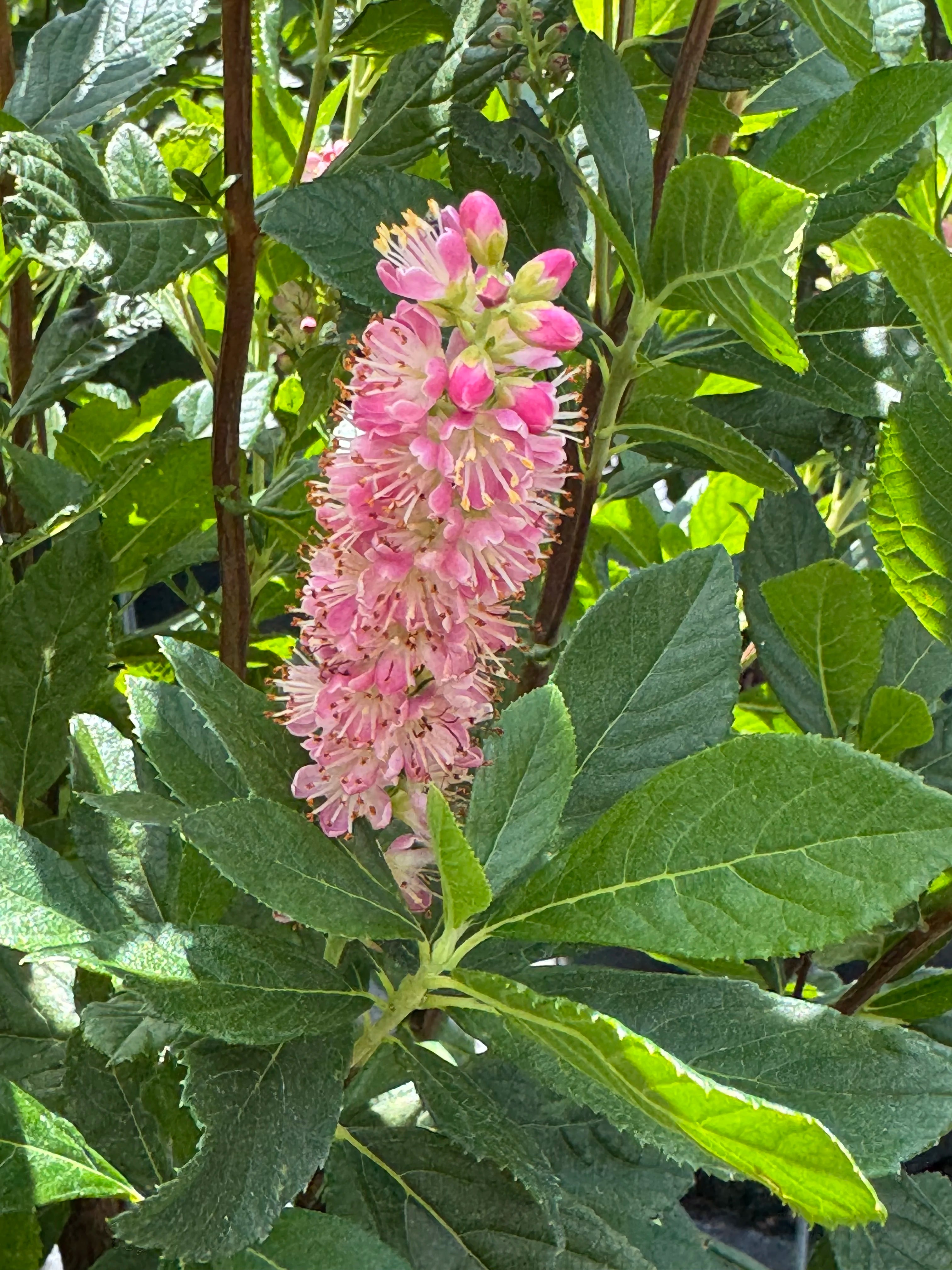 Ruby Spice Clethra – The Plant Firm