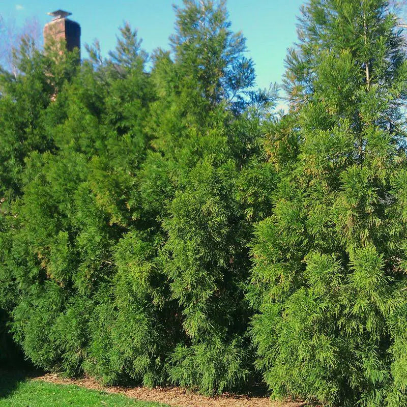japanese red cedar house plant Cryptomeria Radicans Japanese Cedar