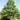 Swamp White Oak