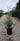 Smooth Bark Arizona Cypress Callitropsis Glabra