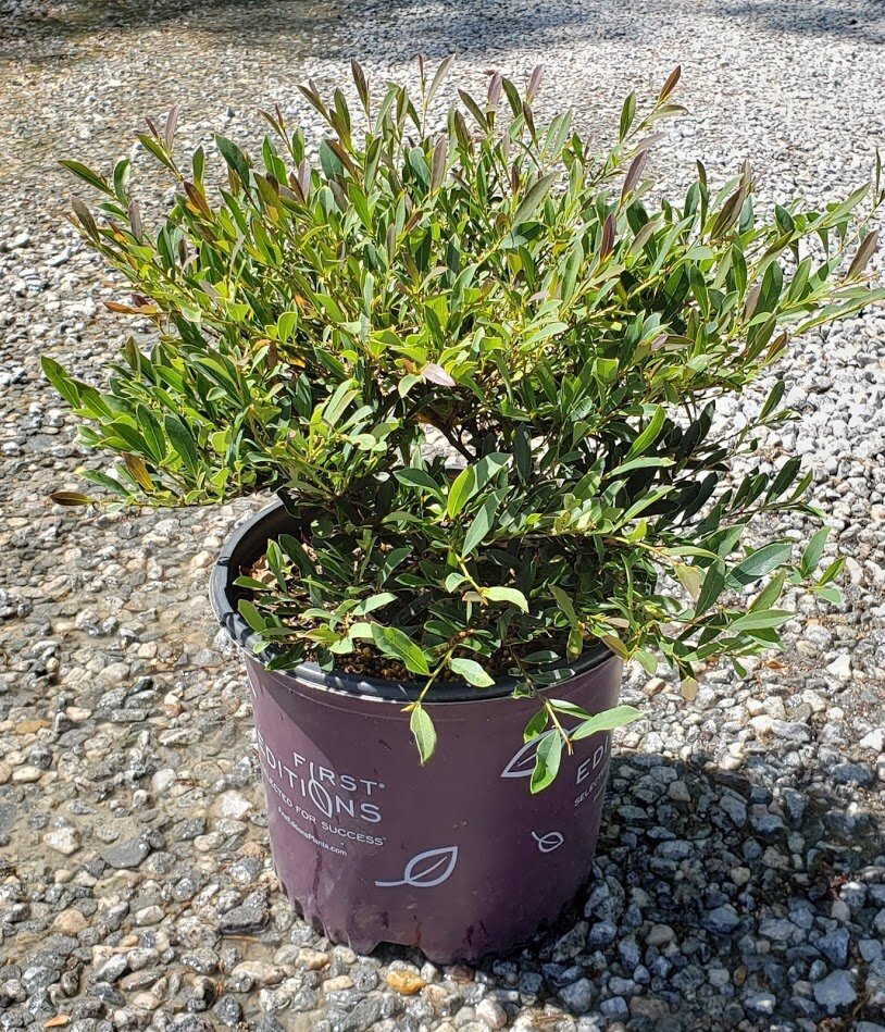 cinnamon girl distylium companion plants Distylium Cinnamon Girl – The Plant Firm