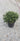 Schillings Dwarf Yaupon Holly
