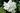 August Beauty Cape Jasmine