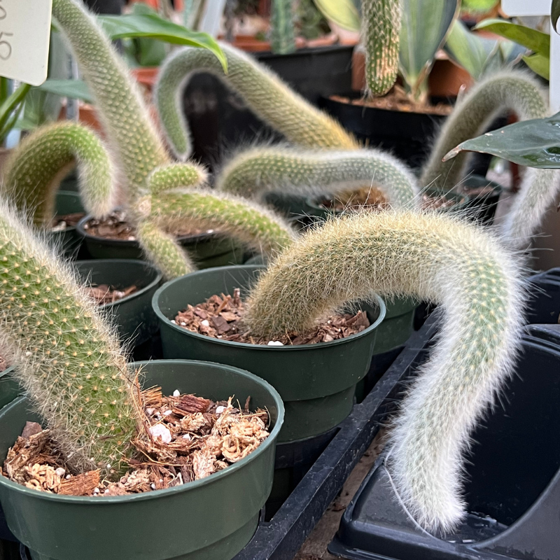 monkey tail succulent Monkey Tail Cactus