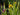 Pseudacorus Variegatus Yellow Flag Iris