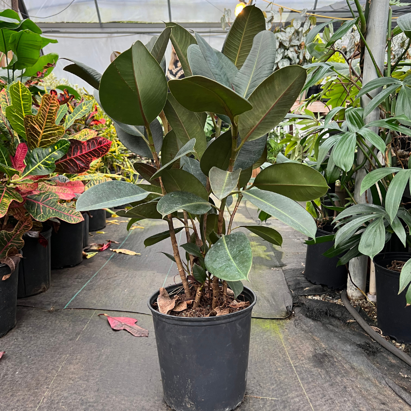 rubber plant house plants Rubber Plant Care Guide: Tips and Tricks