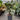 Rubber Plant