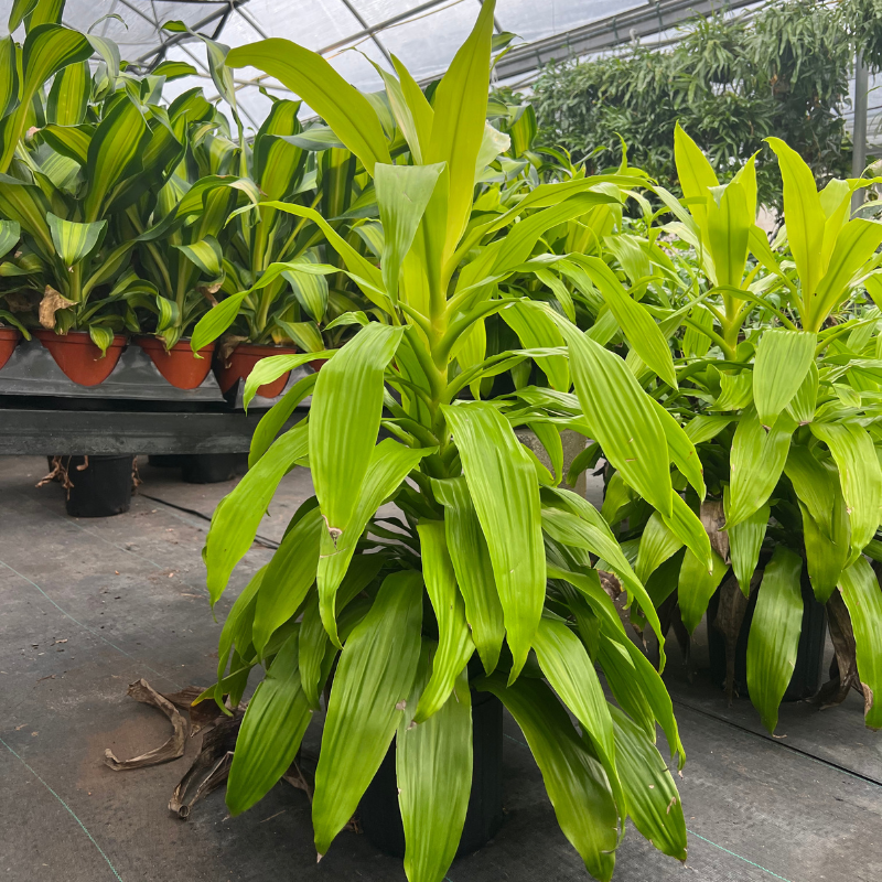 limelight dracaena plant Dracaena Limelight (Corn Plant)