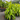 Dracaena Limelight (Corn Plant)