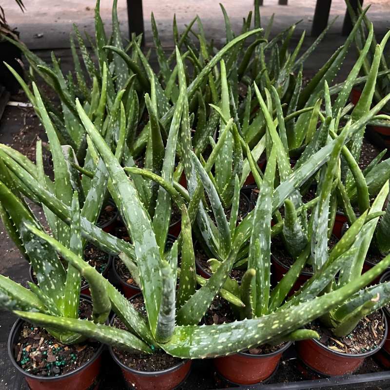 aloe vera live plant Shop Aloe Vera Plant Shop Aloe Vera Plant – The Plant Firm