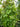Fat Headed Lizzy Tree Ivy