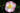 Apple Blossom Autumn Camellia