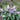 Butterfly Bush Pugster Amethyst