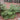 Prostrata Japanese Plum Yew 'Creeping'