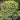 Common Boxwood Variegated-American