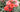 Coral Knock Out® Rose