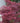 Crimson Queen Weeping laceleaf Japanese Maple