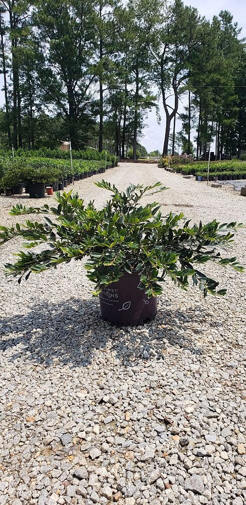 vintage jade plant Vintage Jade Distylium – The Plant Firm