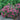 Double Play Doozie® Spiraea