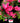Encore® Autumn Rouge® Reblooming Azalea