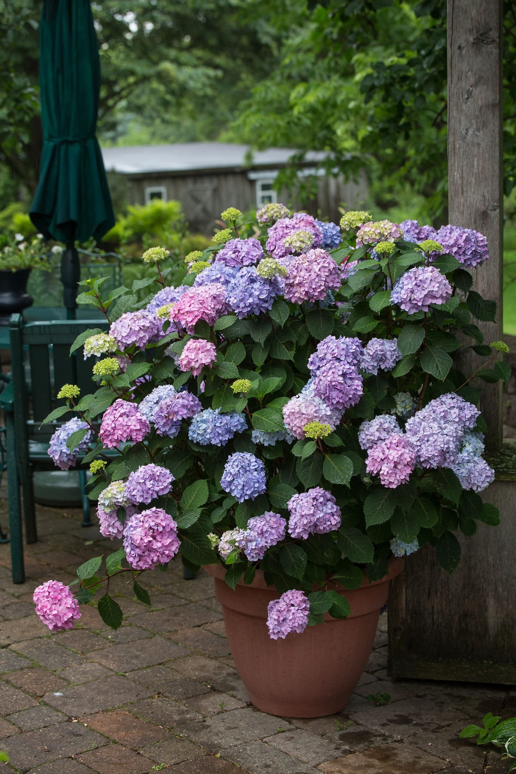 hydrangea succulent Endless Summer Bloomstruck Hydrangea - Premium - Ships In Spring | Hydrangea macrophylla 'PIIHM-II' PP255666 | Blue | Pink | Zone 4-9