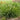 Fountain grass Little Bunny