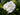Gardenia Jasminoides Crown Jewel Cape Jasmine