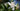 Gardenia Jasminoides Radicans Cape Jasmine