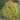 Japanese False Cypress