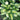 Great Expectations Plantain Lily