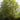 Heritage Riverbirch