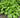Hosta Lancifolia