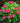 Hydrangea Macrophylla Mckay Cherry Explosion