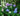 Hydrangea Macrophylla Penny Mac