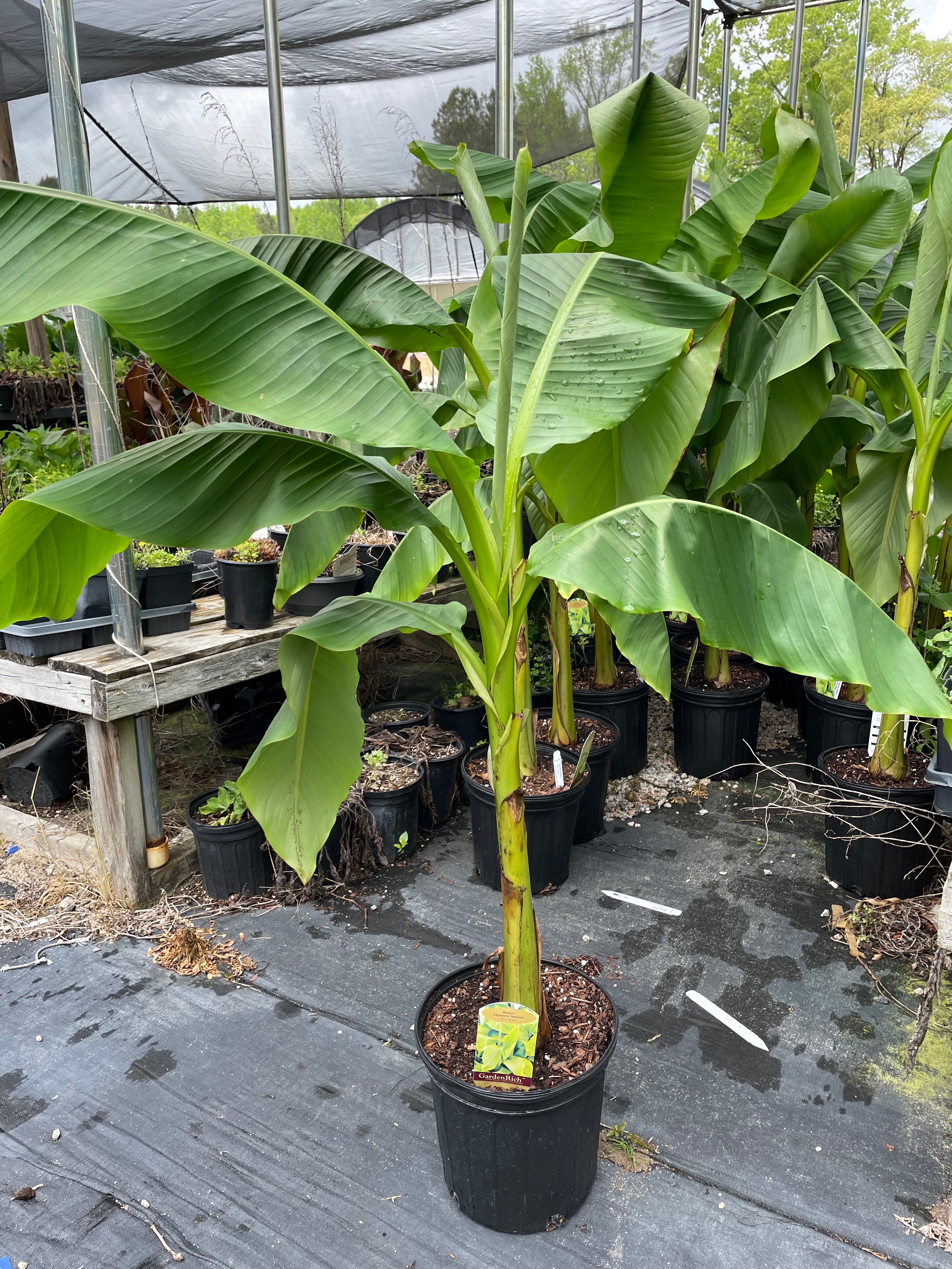 japanese banana plant indoor Basjoo Japanese Banana Tree