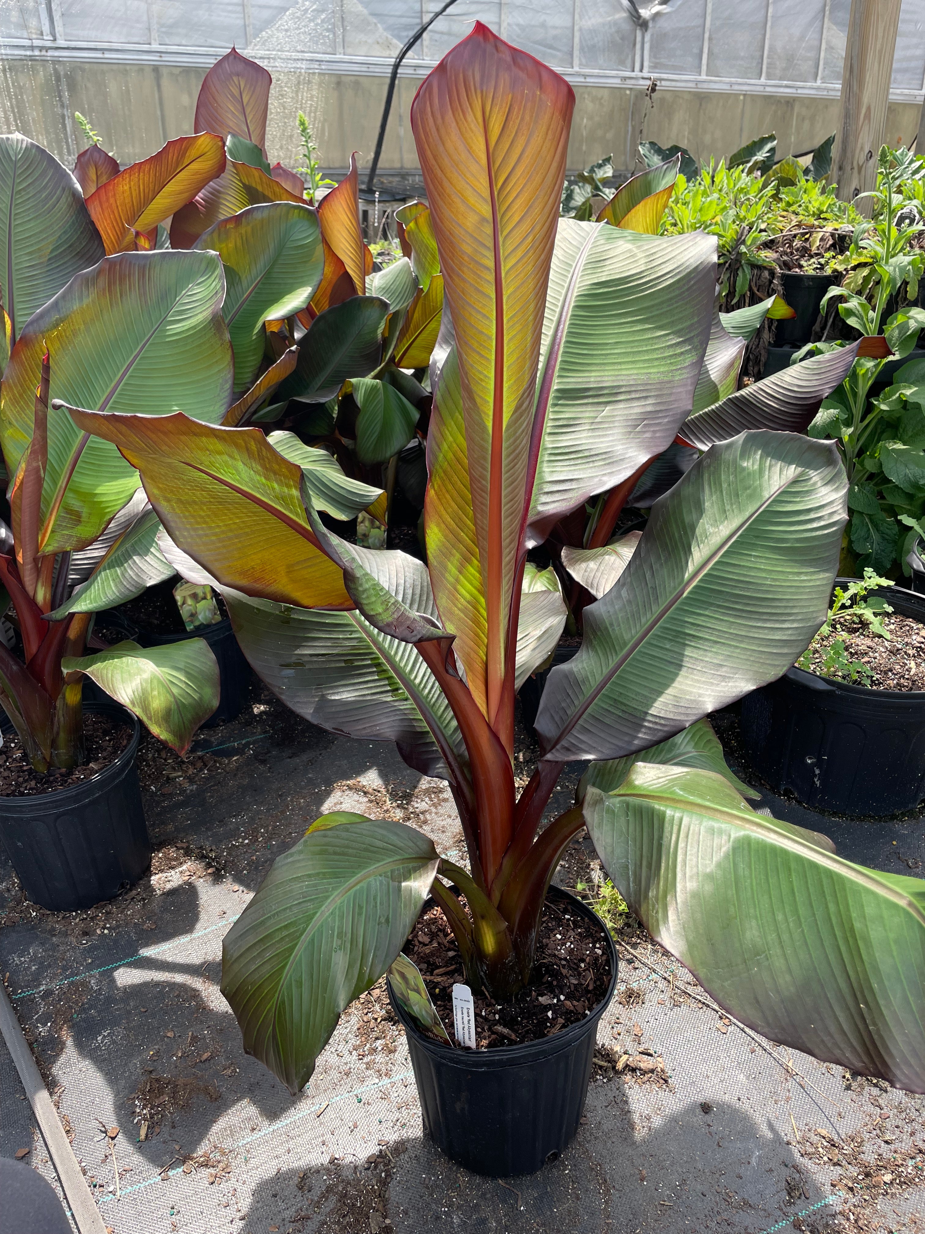 red banana plant indoor Red Abyssinian Banana Tree