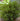 Ilex Glabra Shamrock Inkberry
