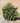 Filicoides Hinoki False Cypress Fernspray
