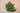 Filicoides Hinoki False Cypress Fernspray